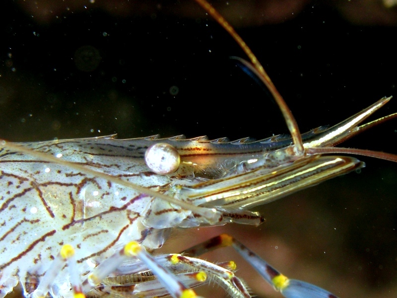 Differenze tra Palaemon serratus e Palaemon elegans